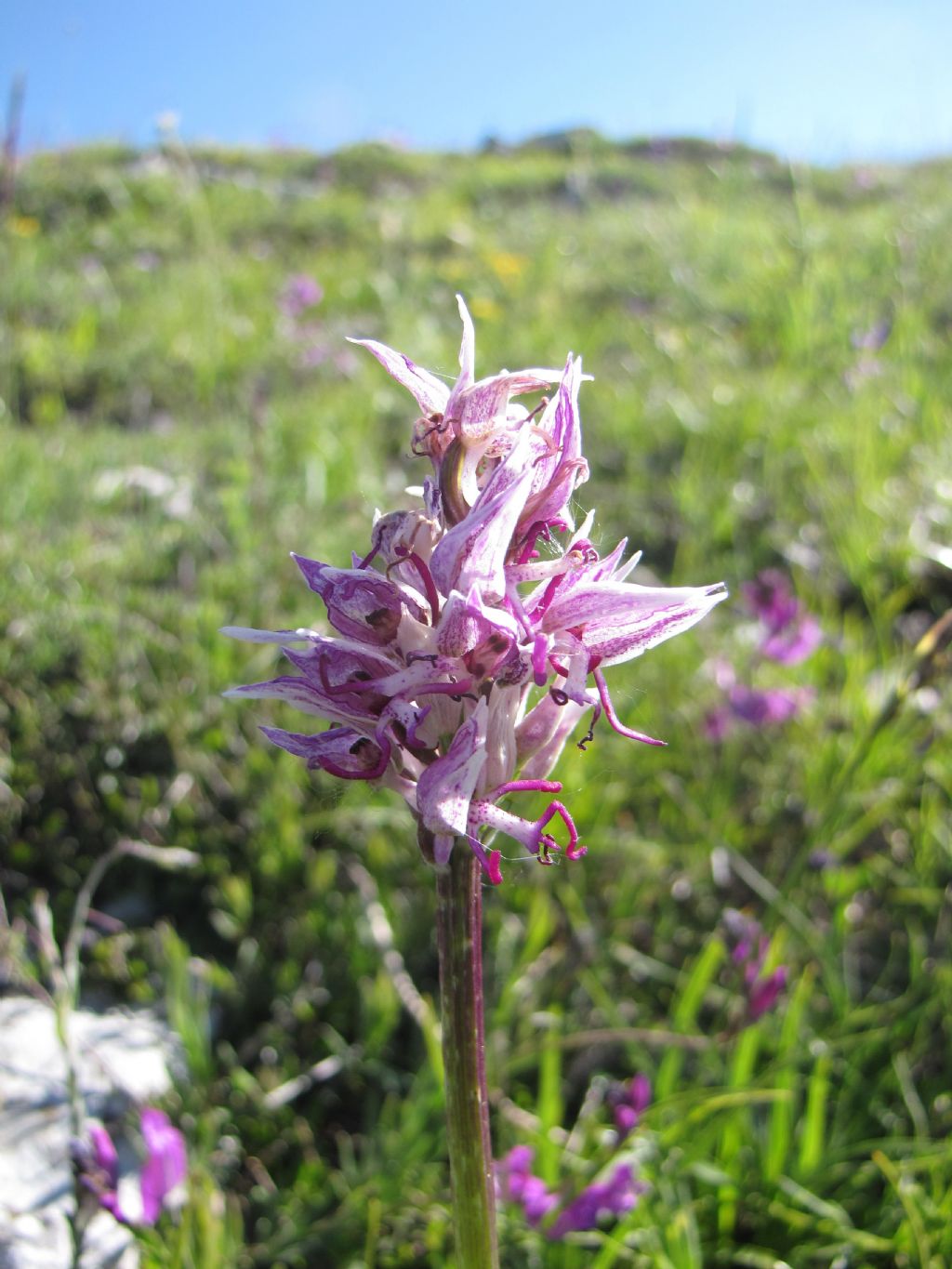 orchis militaris